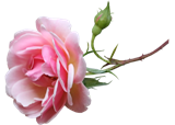 flower-4639532_1280 