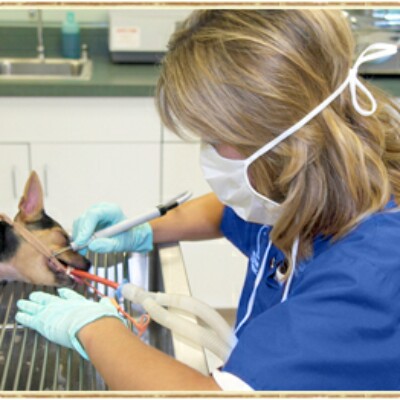 Ветклиники чистка зубов. Ветеринарная клиника зубной камень. Зубной камень у собак и кошек. Чистка зубного камня у собак.